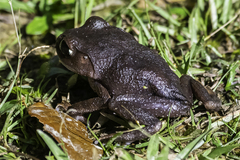Leptobrachium