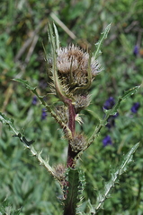 Cirsium osterhoutii