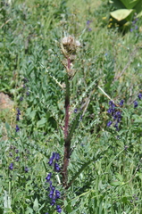 Cirsium osterhoutii