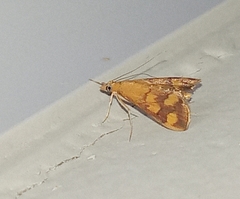 Pyrausta phoenicealis