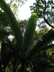 Ensete