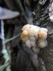 Naematelia encephala