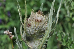 Cirsium osterhoutii