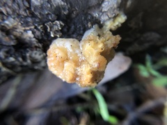 Naematelia encephala