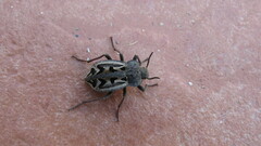 Pilobalia decorata