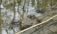 Parasesarma catenatum