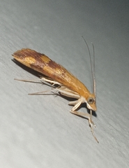 Pyrausta phoenicealis