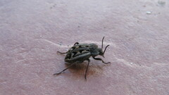 Pilobalia decorata