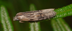 Ioptera
