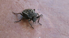 Pilobalia decorata