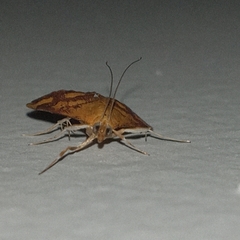 Pyrausta phoenicealis