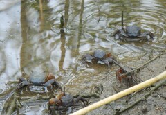 Parasesarma catenatum