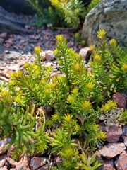 Townsendia rothrockii