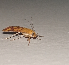 Pyrausta phoenicealis