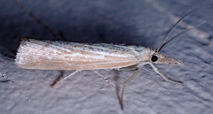 Pediasia dorsipunctellus