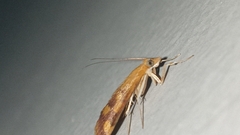 Pyrausta phoenicealis