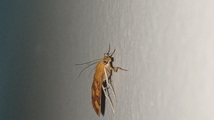 Pyrausta phoenicealis