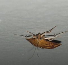 Pyrausta phoenicealis