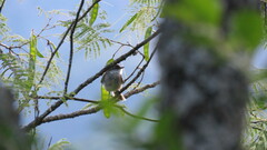 Mecocerculus leucophrys