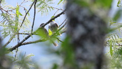 Mecocerculus leucophrys