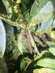 Pseudophasma unicolor