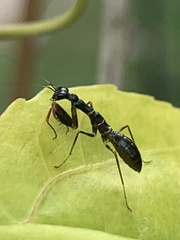 Odontomantis planiceps