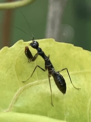 Odontomantis planiceps