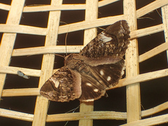 Ercheia pulchrivenula