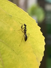 Odontomantis planiceps