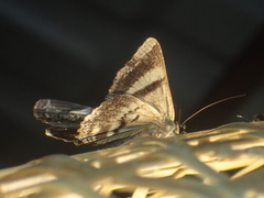 Ercheia pulchrivenula