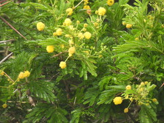 Vachellia kosiensis