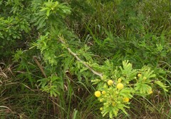 Vachellia kosiensis