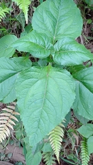 Schistocarpha eupatorioides
