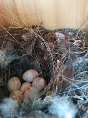 Baeolophus atricristatus