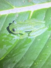 Espadarana prosoblepon