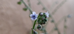 Cynoglossum
