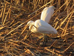 Ardea alba