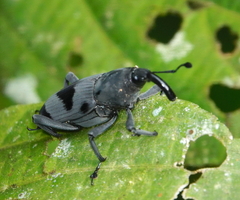 Rhodobaenus nawradii