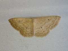 Scopula benitaria
