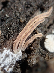 Gosodesmus claremontus