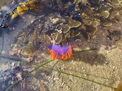 Flabellinopsis iodinea