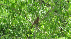 Phacellodomus maculipectus