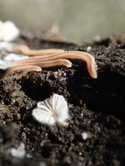 Gosodesmus claremontus