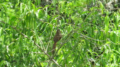 Phacellodomus maculipectus