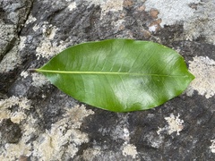 Planchonella costata