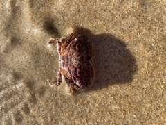 Paraxanthias taylori