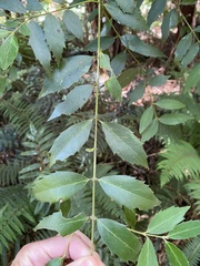 Atherosperma moschatum