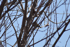 Setophaga coronata