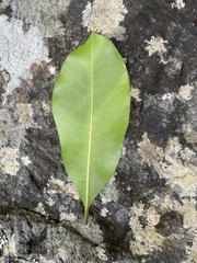 Planchonella costata