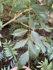 Atherosperma moschatum